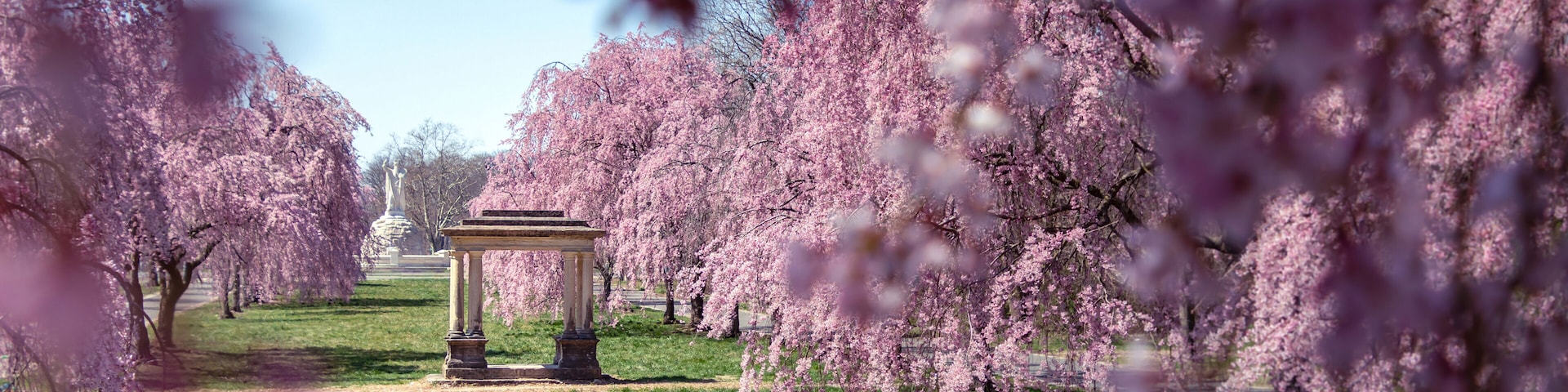 Stone Gazebo and Beautiful Pink Cherry Blossoms with Trees in Full Bloom and No People in Fairmount Park, Philadelphia, Pennsylvania, USA