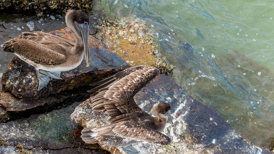 Pelicans at Galveston Island, TX