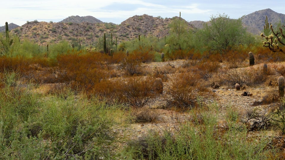 Panorama Winter San Tan Mountains Sonoran Desert Arizona