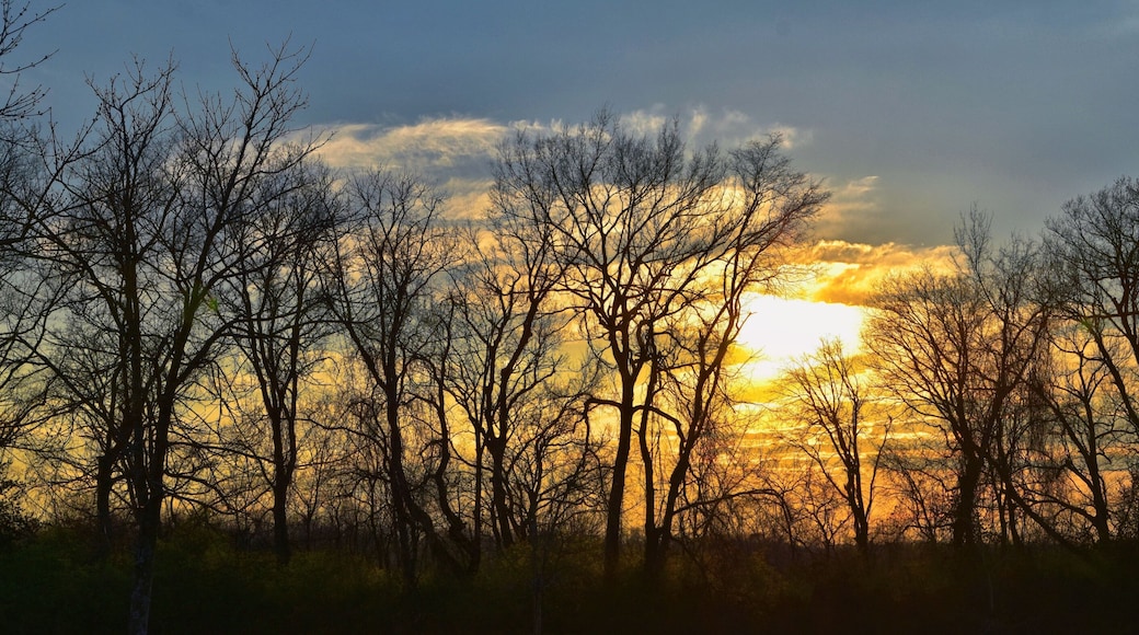 Dusk Sunset views through winter tree branches by Opryland along the Shelby Bottoms Greenway and Natural Area Cumberland River, Nashville, Tennessee. United States.