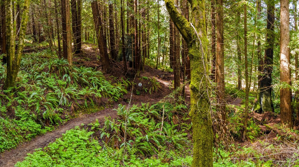 林地英畝 - 高地