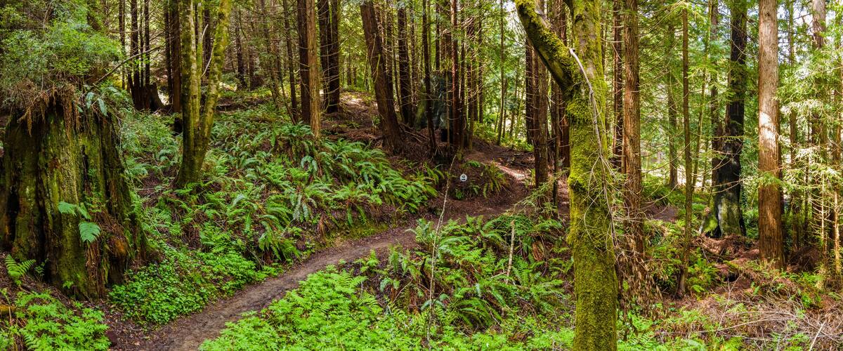 Panorama of a walking path through redwood forest in northern california with ferns