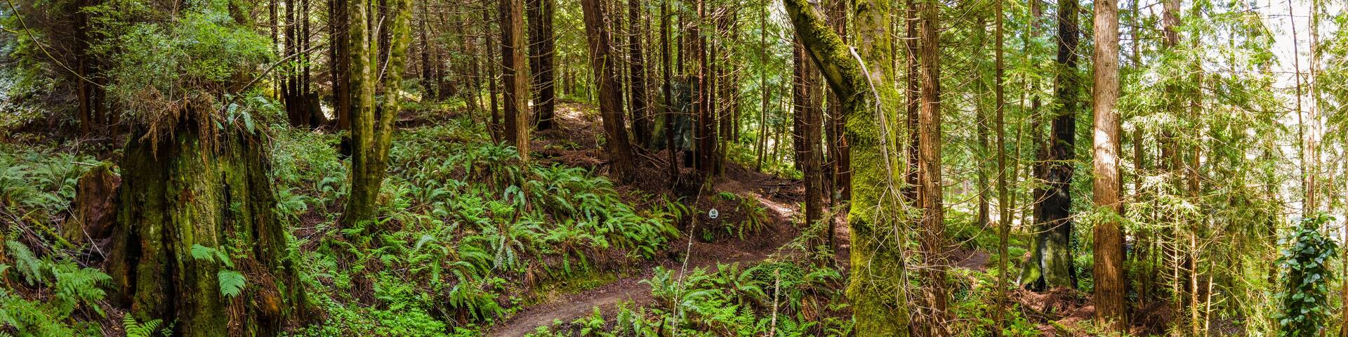 Panorama of a walking path through redwood forest in northern california with ferns