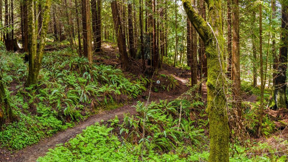 Panorama of a walking path through redwood forest in northern california with ferns