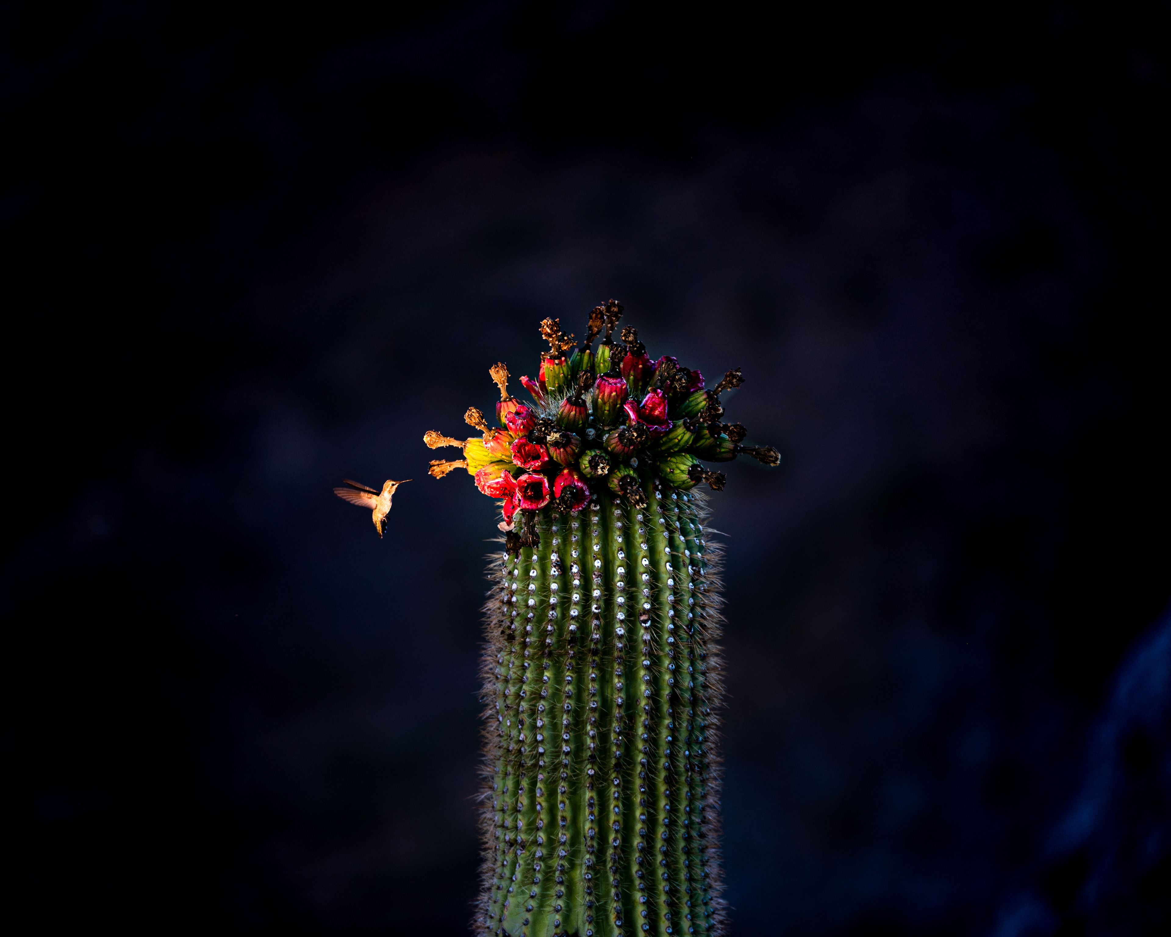 A tall cactus with flowers and a hummingbird in flight.