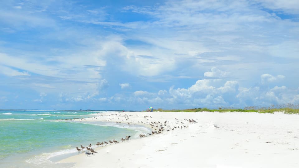 Panorama of the Beautiful White Sand Beach and Wildlife of the Florida Gulf Coast