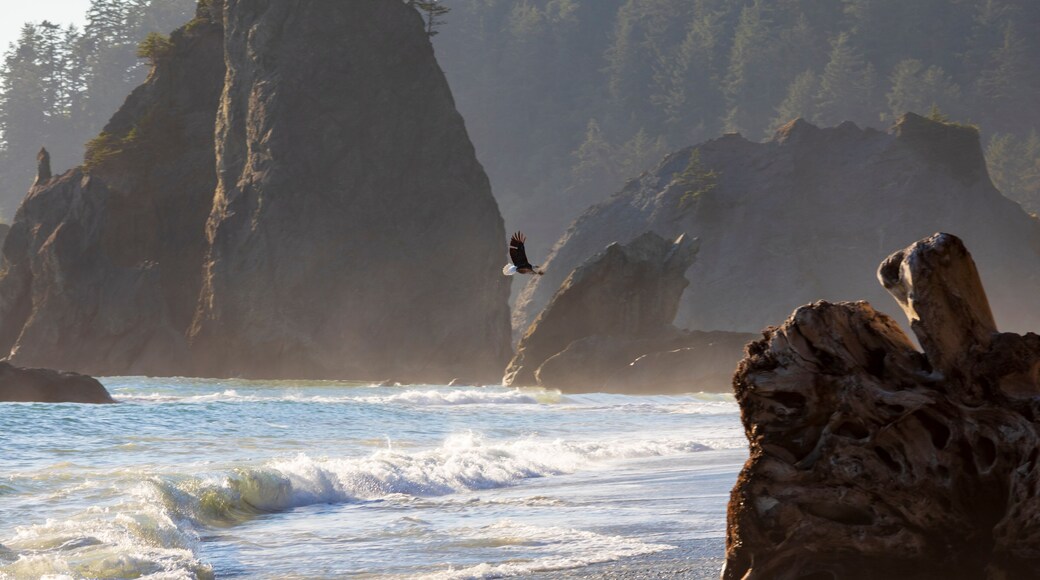 American bald eagle flying above the Pacific waters in Rialto beach, Olympic National park at Washington state.