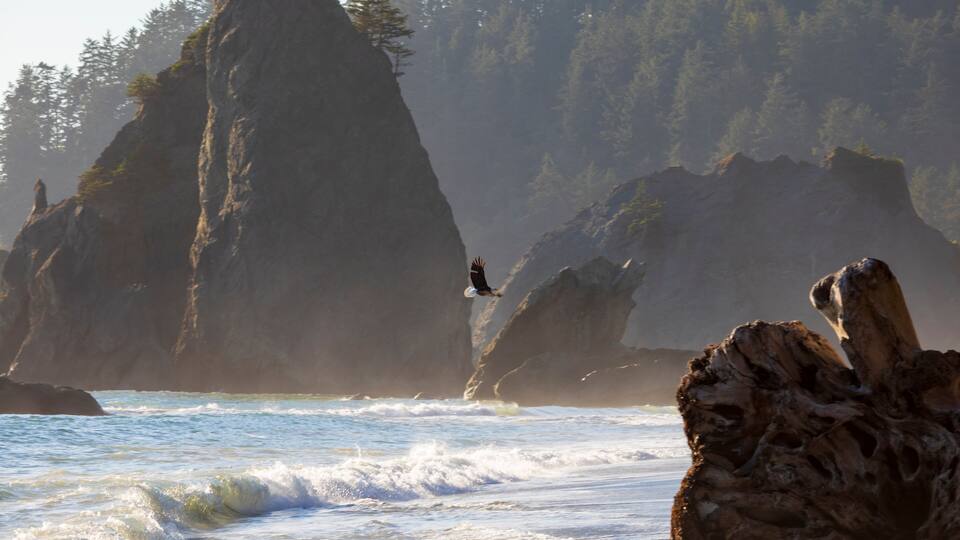 American bald eagle flying above the Pacific waters in Rialto beach, Olympic National park at Washington state.