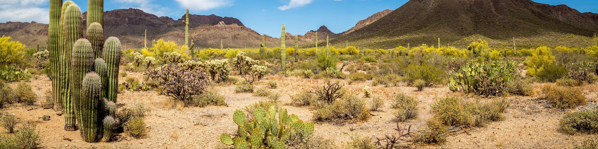 Arizona Desert Landscape