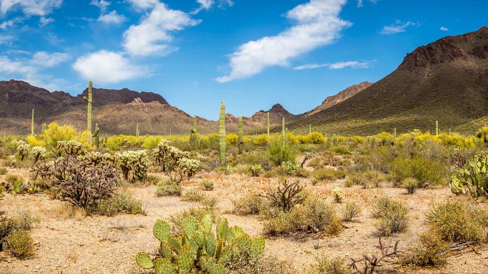 Arizona Desert Landscape