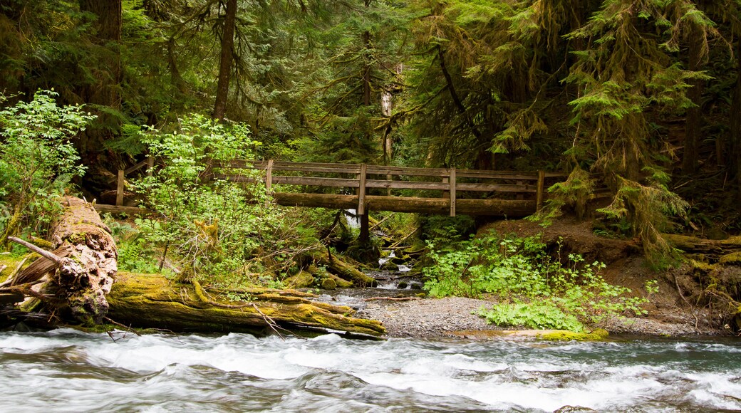 Nature Bridge end near Marymere Falls, Olympic National Park