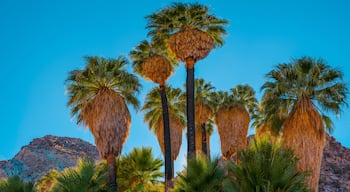 Tahquitz River Estates