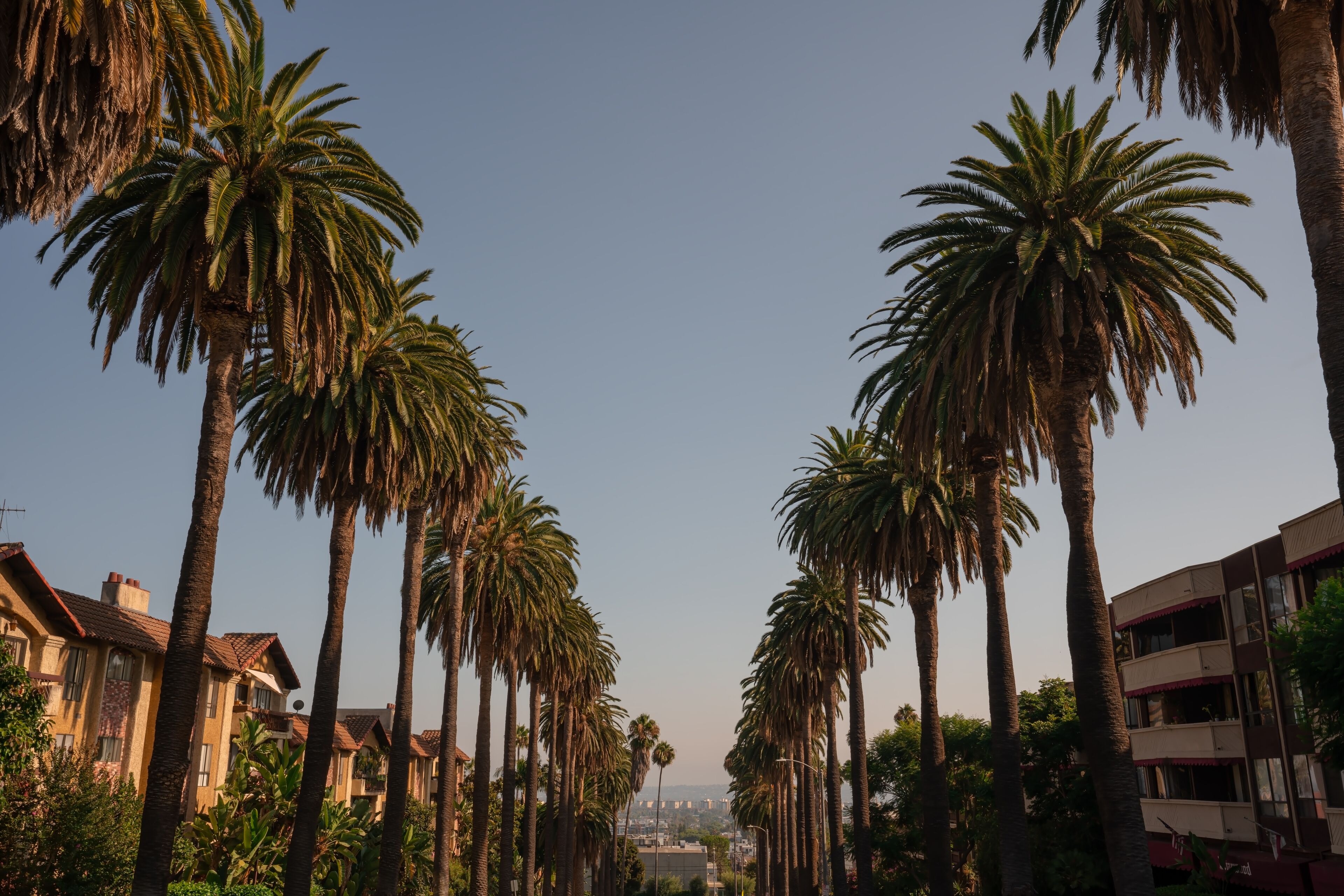 Rows of Round palm trees standing along the street in West Hollywood in California