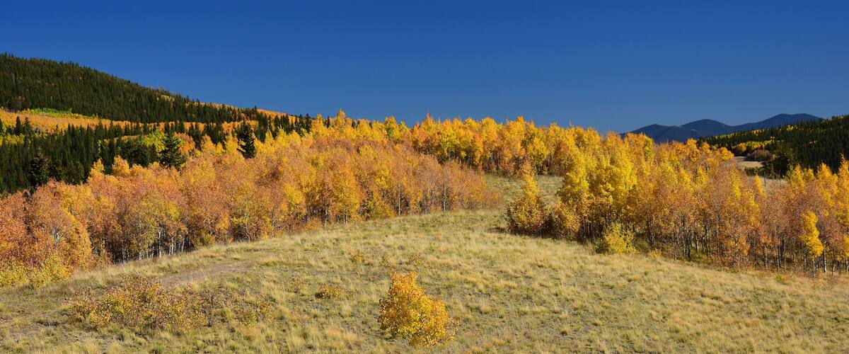 changing aspen leaves in fall on kenosha pass in the rocky mountains of colorado