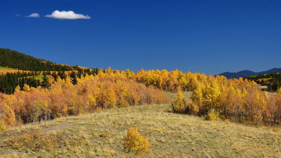 changing aspen leaves in fall on kenosha pass in the rocky mountains of colorado