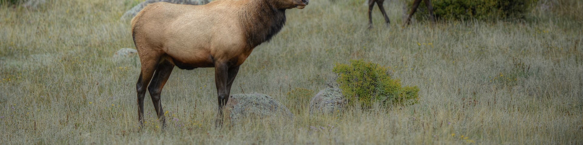 Bull elk Rocky Mountain National Park, Colorado