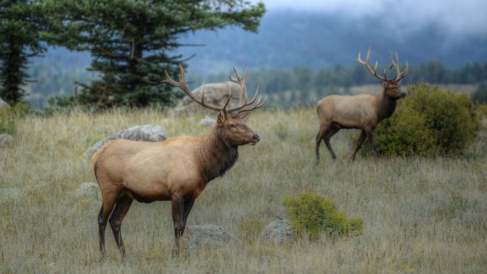 Bull elk Rocky Mountain National Park, Colorado