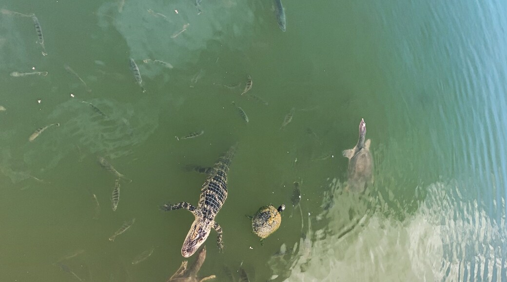 Tradition in Port St Lucie Florida (spotted these guys during my evening walk).