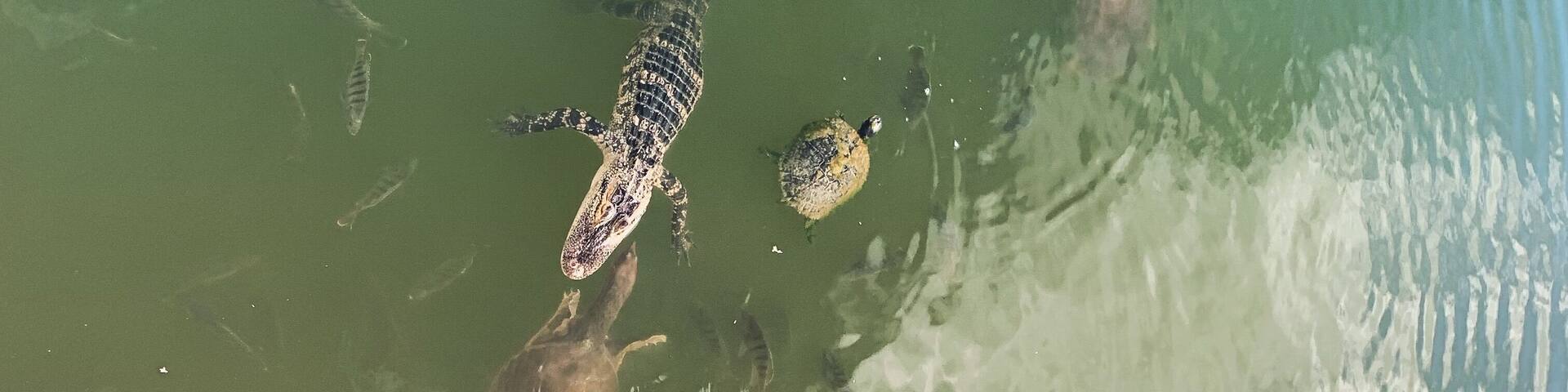 A group of turtles swimming in a greenish body of water.