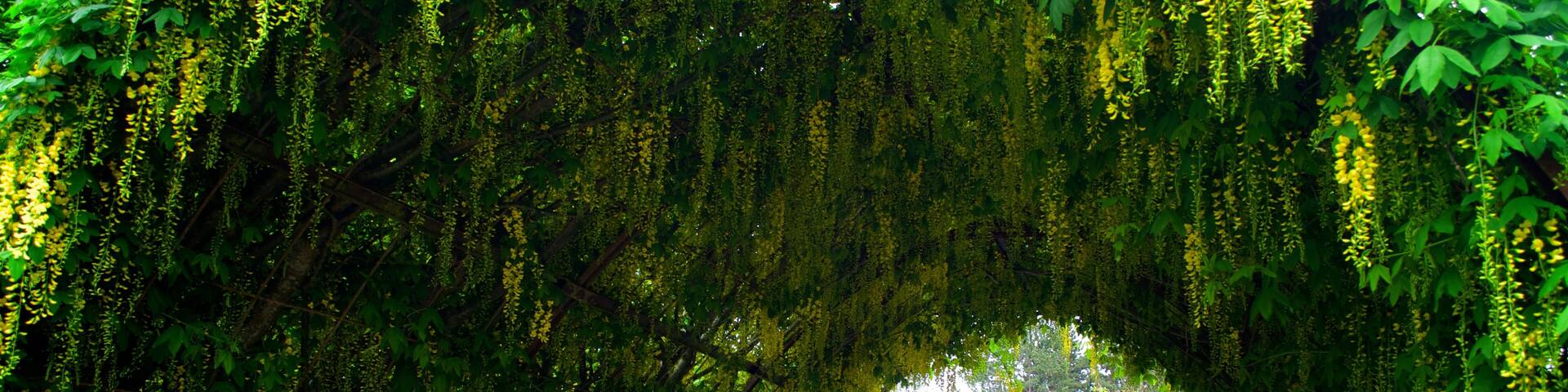The Laburnum arch at Bayview Farm and Garden, at Langley, WA, Shutterstock ID 796079248, purchase_order: SP-1269 HA 2018 Batch 1, Order: , client: , other: