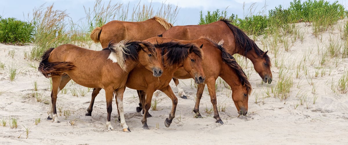 Assateague Island Wild Ponies on the Beach