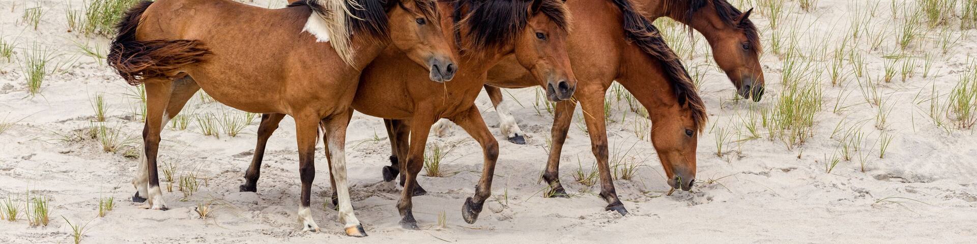 Assateague Island Wild Ponies on the Beach