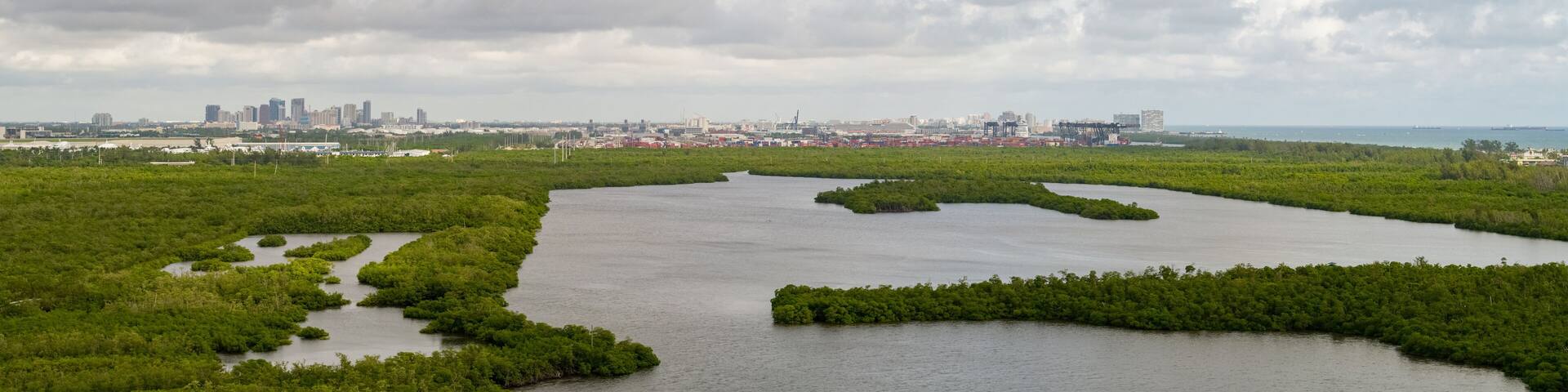 A coastal mangrove area with a city skyline in the background.