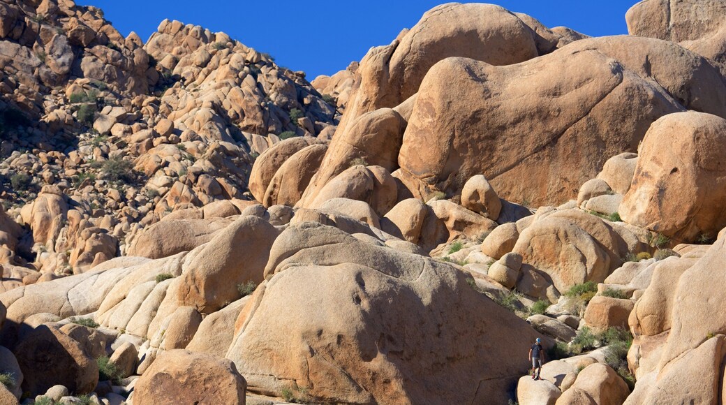 Joshua Tree National Park