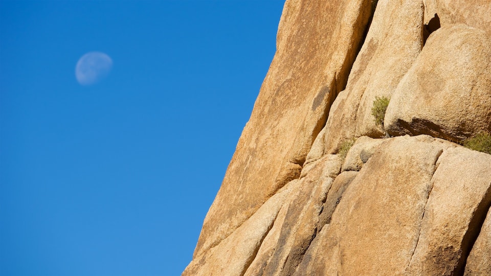 Joshua Tree Nationalpark