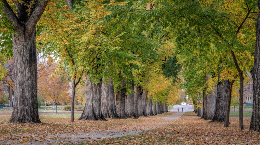 Alley with old American elm trees - the Oval at Colorado State University campus in autumn colors