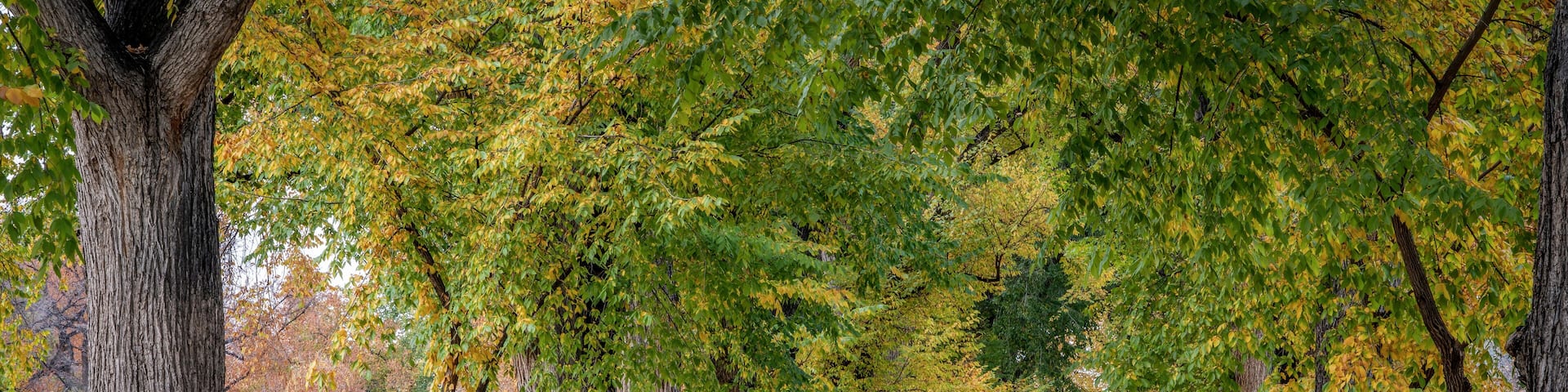 Alley with old American elm trees - the Oval at Colorado State University campus in autumn colors