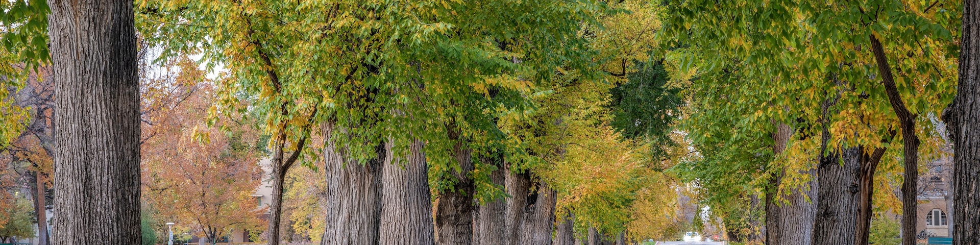Alley with old American elm trees - the Oval at Colorado State University campus in  autumn colors