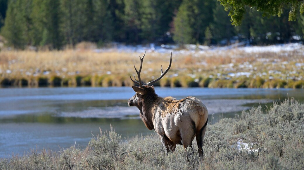 Deer in Yellowstone Park in autumn