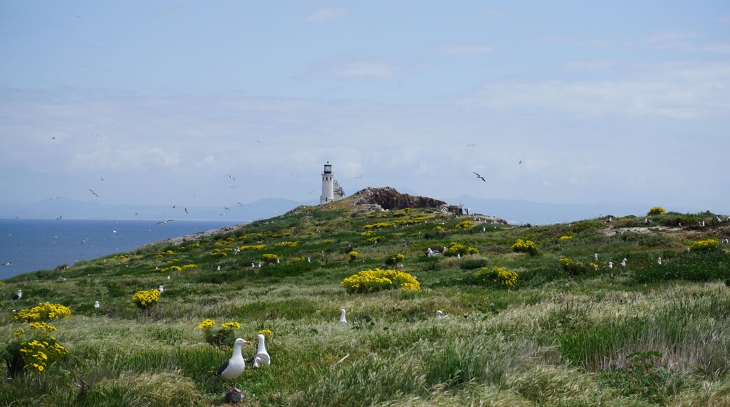 East Anacapa Island of the Channel Islands covered in yellow flowers and nesting seabirds with view of white lighthouse in background on partly cloudy day