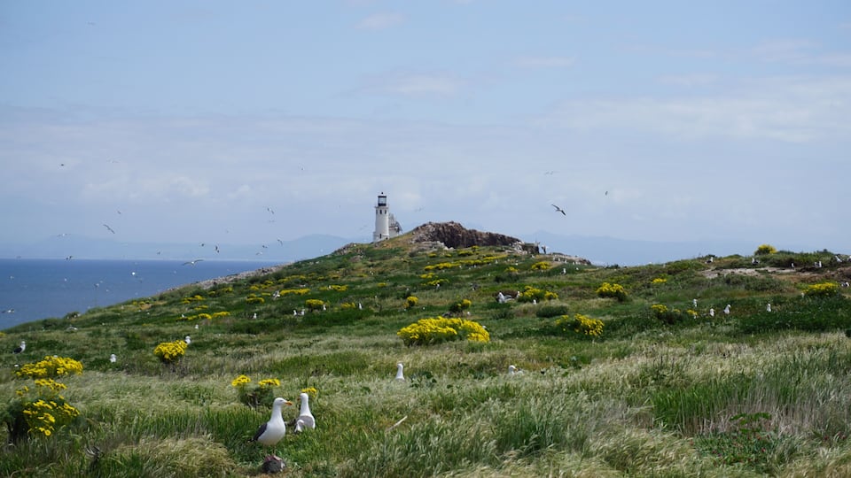 East Anacapa Island of the Channel Islands covered in yellow flowers and nesting seabirds with view of white lighthouse in background on partly cloudy day