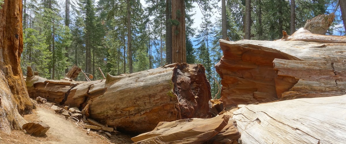 Fallen redwood tree at Trail of 100 Giants in Sequoia National Forest