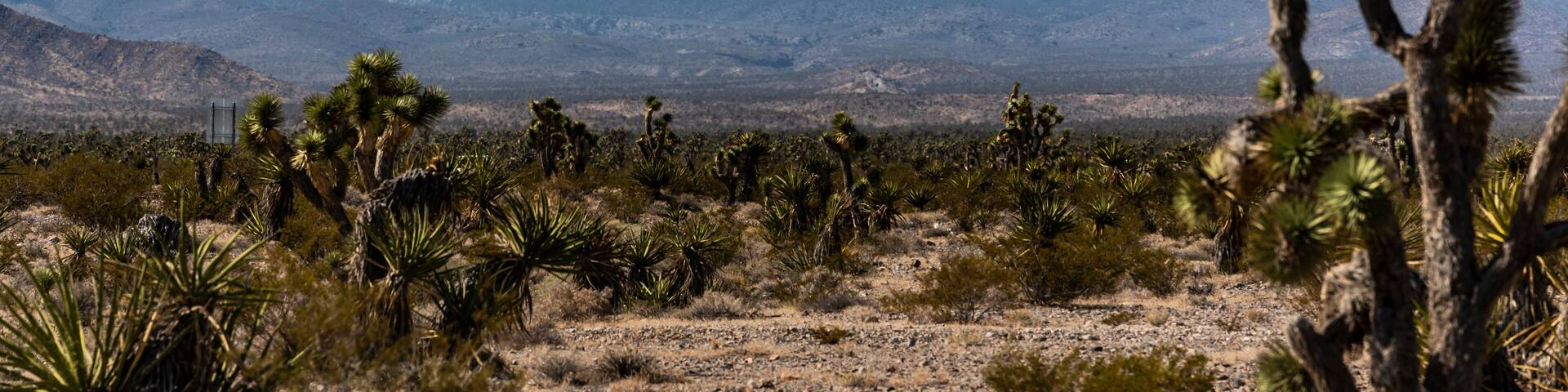 Scenery with a view of the desert and area of Mount Charleston with mountains and cactus in the west of the U.S., northwest of Las Vegas, Nevada
