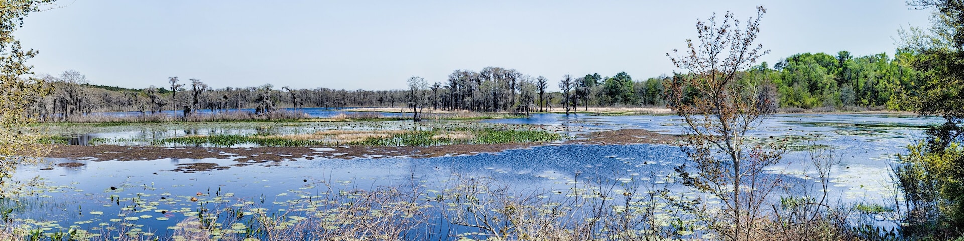 Lafayette Heritage Trail Park Swamp Panorama Tallahassee, Florida, USA