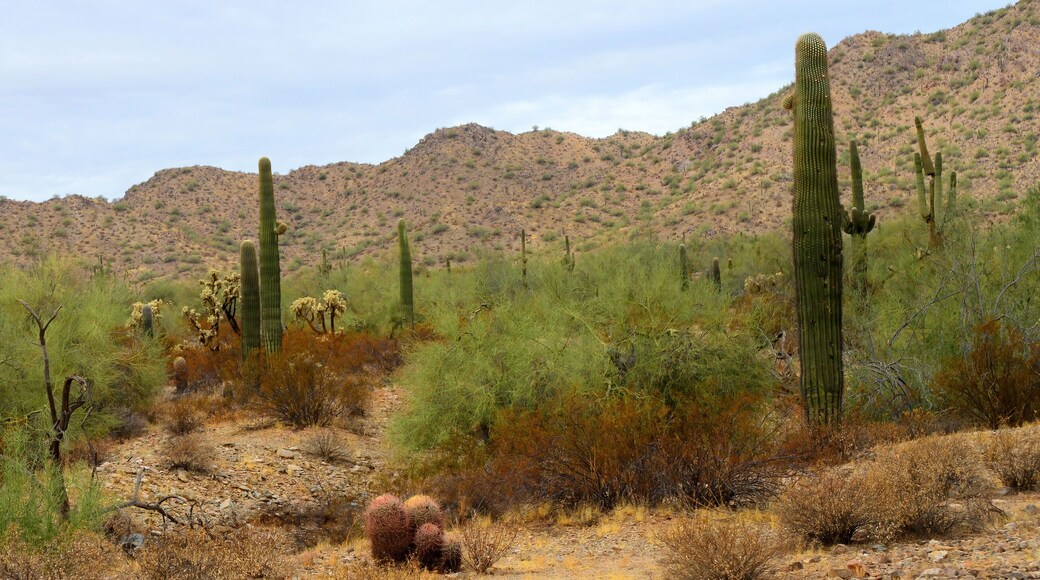 Panorama Winter San Tan Mountains Sonoran Desert Arizona