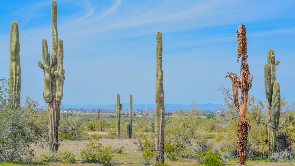 A dead Saguaro Cactus (Carnegiea Gigantea) among healthy ones in the Estrella Mountain Regional Park, Goodyear, Maricopa County, Arizona USA