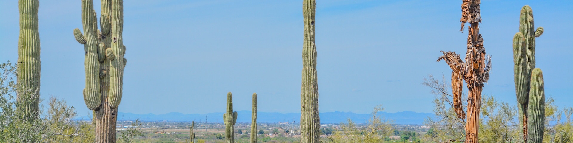 A dead Saguaro Cactus (Carnegiea Gigantea) among healthy ones in the Estrella Mountain Regional Park, Goodyear, Maricopa County, Arizona USA