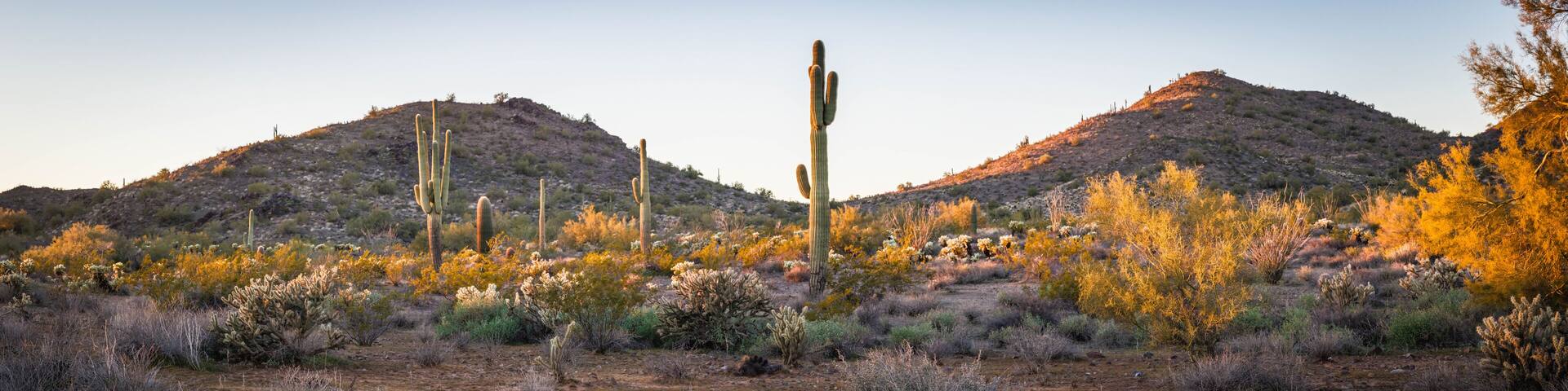 A panoramic image of the southwest desert landscape of Arizona with Saguaro cactus in evening light.