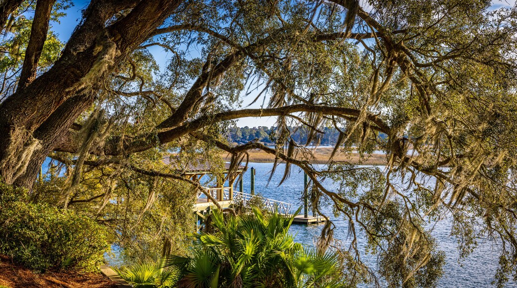 A large live oak tree with Spanish moss hanging from its limbs along the shores of the May River in Bluffton SC. with a boat dock in the back ground.