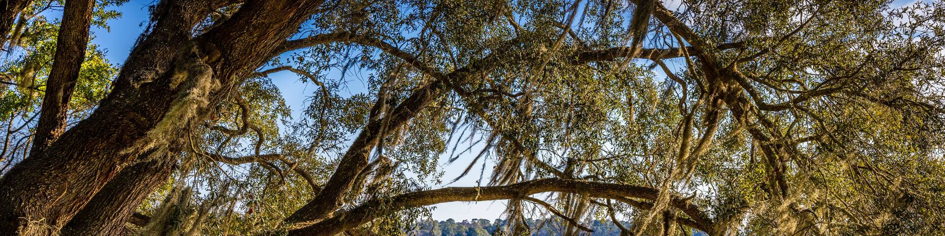 A large live oak tree with Spanish moss hanging from its limbs along the shores of the May River in Bluffton SC. with a boat dock in the back ground.
