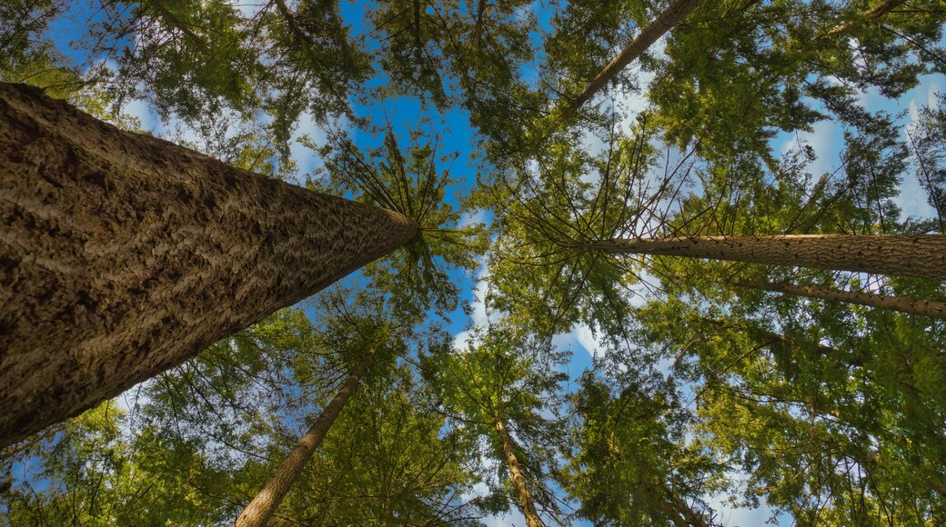 2020-05-30 LOOKING SKYWARD THROUGH SEVERAL EVERGREEN TREES ON SQUAK MOUNTAIN IN ISSAQUAH WASHINGTON