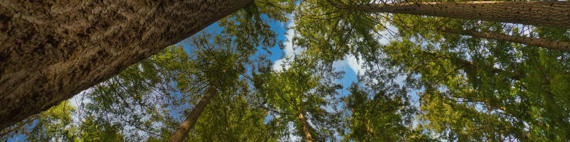 2020-05-30 LOOKING SKYWARD THROUGH SEVERAL EVERGREEN TREES ON SQUAK MOUNTAIN IN ISSAQUAH WASHINGTON