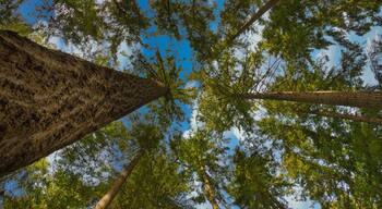 2020-05-30 LOOKING SKYWARD THROUGH SEVERAL EVERGREEN TREES ON SQUAK MOUNTAIN IN ISSAQUAH WASHINGTON