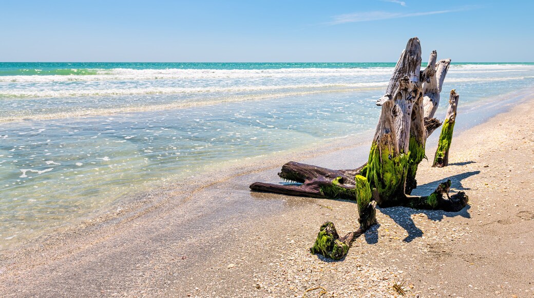 Sanibel Island, Florida, USA Bowman's beach with damaged hurricane dead tree trunk in green seaweed by colorful turquoise water on sunny day by ocean Gulf of Mexico water