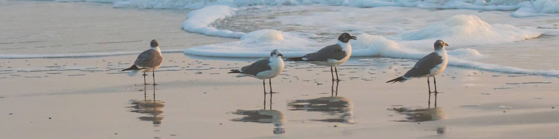 Laughing gulls reflected in the wet sand on the bgeach on Amilia Island, Florida.