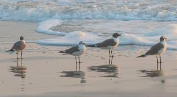 โอเชียน เคย์